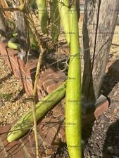 Gourd snake seeds for sale  SALISBURY