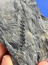 Carboniferous cone fossil gebraucht kaufen  Saarbrücken