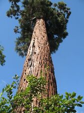 Sequoiadendron giganteum seeds for sale  CAMBORNE