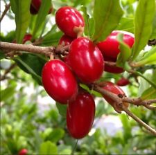 Miracle fruit trees for sale  Miami