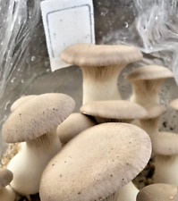 King oyster mushroom for sale  Middle Village