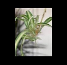 Spider plants small for sale  WARWICK