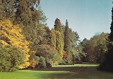 Bedgebury pinetum katsura for sale  ROCHESTER