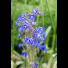 Anchusa azurea dropmore gebraucht kaufen  Deutschland