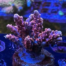 Mon thirstysreef acropora for sale  Los Angeles