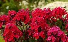 Phlox paniculata red for sale  HAILSHAM