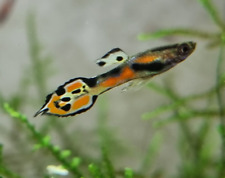 Endlers guppy poecilia for sale  LEICESTER