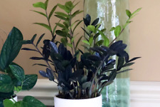 Raven plant indoor for sale  Oxford