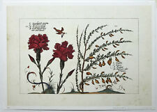 Botanical illustration hortus for sale  STOURPORT-ON-SEVERN