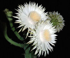 Acanthocereus tetragonus flori for sale  Miami