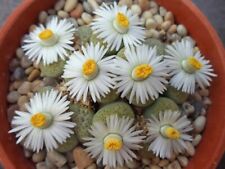 Lithops fulviceps aurea for sale  FRESHWATER