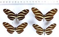 ENTOMOLOGY, BUTTERFLY: 4 X HELICONIUS CHARITONIA, DOM.REP. for sale  Shipping to South Africa