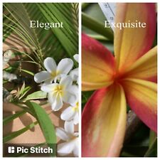 Hawaiian grown plumeria for sale  Honolulu