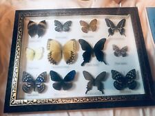 Butterfly taxidermy shadow for sale  Marion