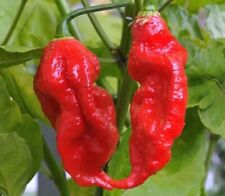 Ghost pepper seeds for sale  Shipping to Ireland