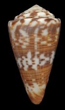 Conchiglia shell conus usato  San Cesareo
