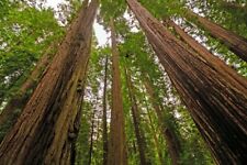 100 nasion mamuta przybrzeżnego - Sequoia sempervirens Mamut Tree Drzewo leśne  na sprzedaż  Wysyłka do Poland