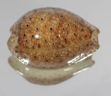 Cypraea ocellata somalia usato  Italia