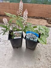 Brunnera tiarella plants for sale  FORDINGBRIDGE
