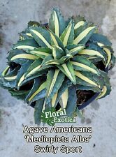 Swirly agave agave for sale  West Covina