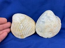 Venericor bivalves shell gebraucht kaufen  Saarbrücken