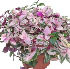 Tradescantia quadricolor dreim gebraucht kaufen  Seesbach