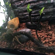 Reptile climbing branch for sale  Shipping to Ireland