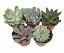 echeveria succulent plant for sale  Wadsworth