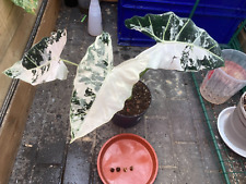 Alocasia frydek variegated for sale  YORK