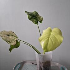 White monstera houseplant for sale  WAKEFIELD