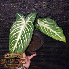 Used, Caladium Xanthosoma Lindenii Plants Free Phyto Free Anthurium Crystall for sale  Shipping to South Africa