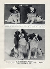 Japanese chin puppies for sale  COLEFORD