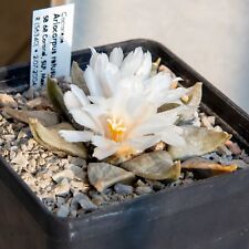 Ariocarpus retusus sb68 usato  Pioltello