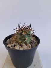 Eriosyce aurata - width 4 cm - vase/pot 8 cm   for sale  Shipping to South Africa