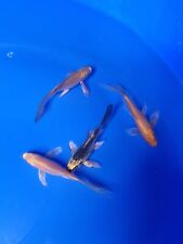 Butterfly koi carp for sale  BRIDGEND