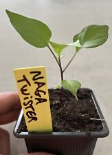 Plants naga twister d'occasion  Aubenas