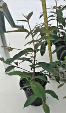 Rainbow eucalyptus seedling  ***EARTH DAY SPECIAL***, used for sale  Shipping to South Africa
