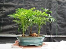 Hawaiian umbrella bonsai for sale  Freeport