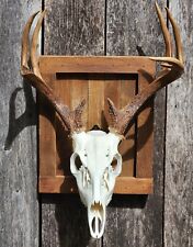 Euro deer skull for sale  Canton
