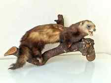 Taxidermy mink branch for sale  WALLASEY