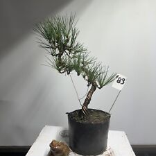 japanese black pine for sale  Mount Sinai