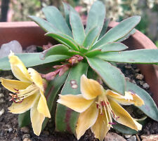 Hardy succulent lewisia for sale  SHEFFIELD