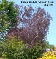 Betula pendula crimson for sale  Harrison Township