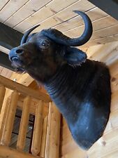 African cape buffalo for sale  Lake Arrowhead