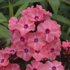 Phlox paniculata sweet for sale  BELPER