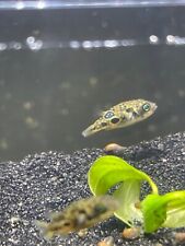 Pea puffer freshwater for sale  Sylmar