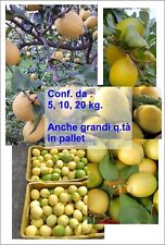 Limoni sicilia zagara usato  Carini