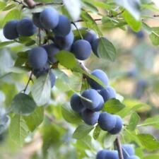 Prunus spinosa prugnolo usato  Reggio Emilia
