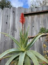 Aloe arborescens live for sale  San Francisco