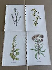 Lot of 4 Antique Botanical Prints by Hulme C1898. Book Plates. Wild Flowers. , used for sale  Shipping to South Africa